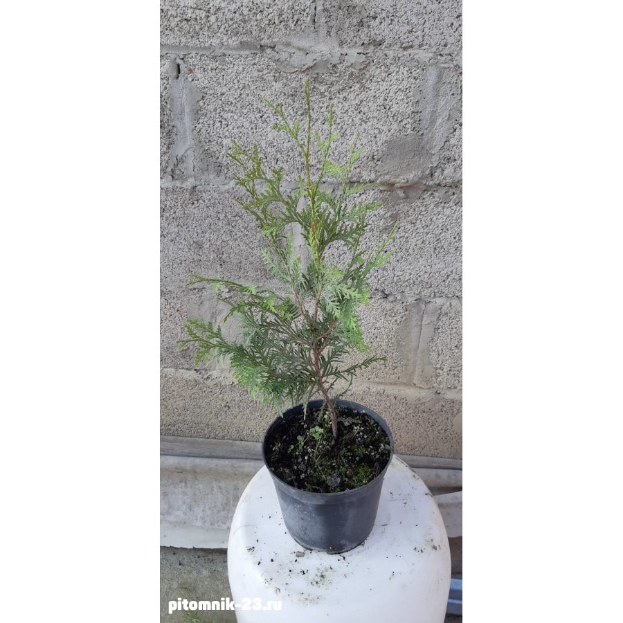 Туя западная Брабант 30-50 см