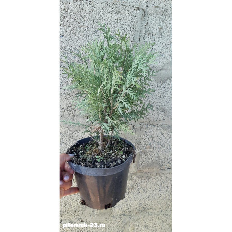 Туя западная Глобоза 30-50 см