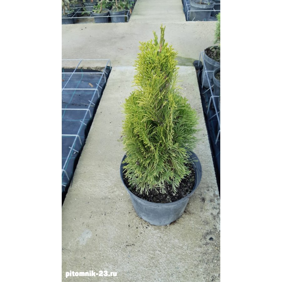 ТУЯ ЗАПАДНАЯ СМАРАГД Голд (Golden Smaragd) (40-50 см)