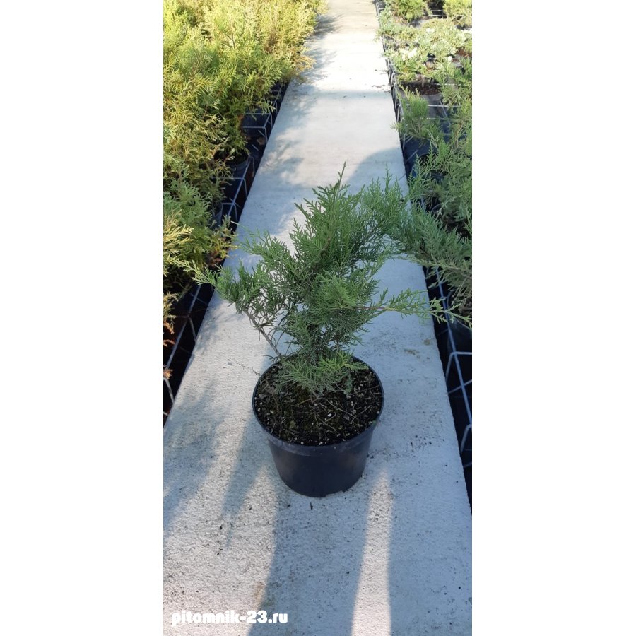 Можжевельник в ассортименте5л.