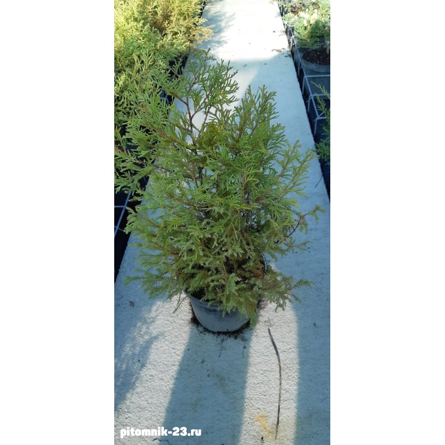 Туя Рейнголд (Rheingold)