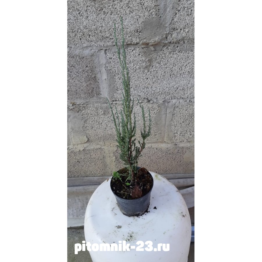 Можжевельник Скальный 15-20 см1л.