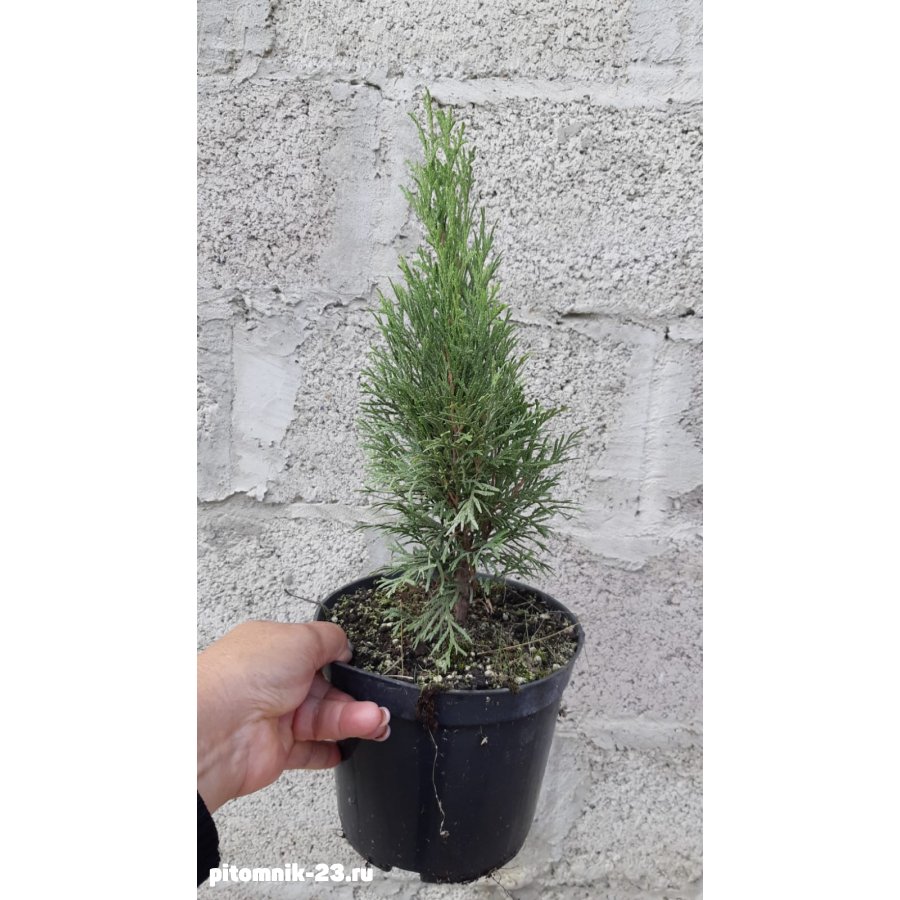 Туя Западная Смарагд 30-40 см3л.