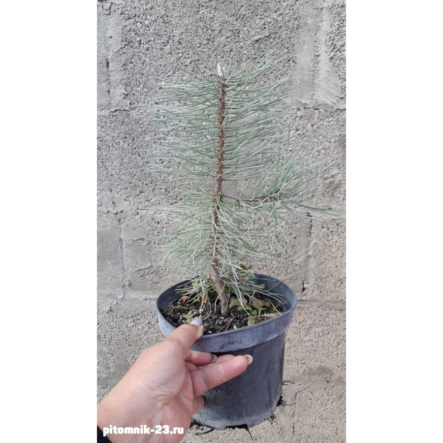 Сосна Крымская pinus pallasiana (10-20см.)