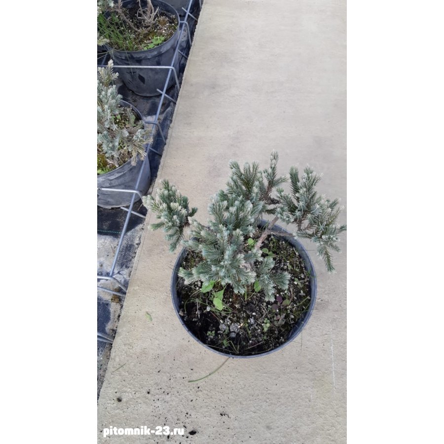 Можжевельник Блю Стар5л.