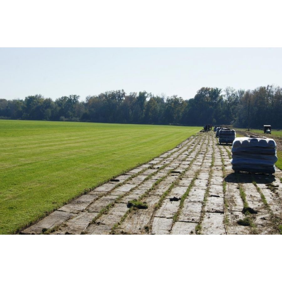 Рулонный газон Спортивный 4 вида мятлика