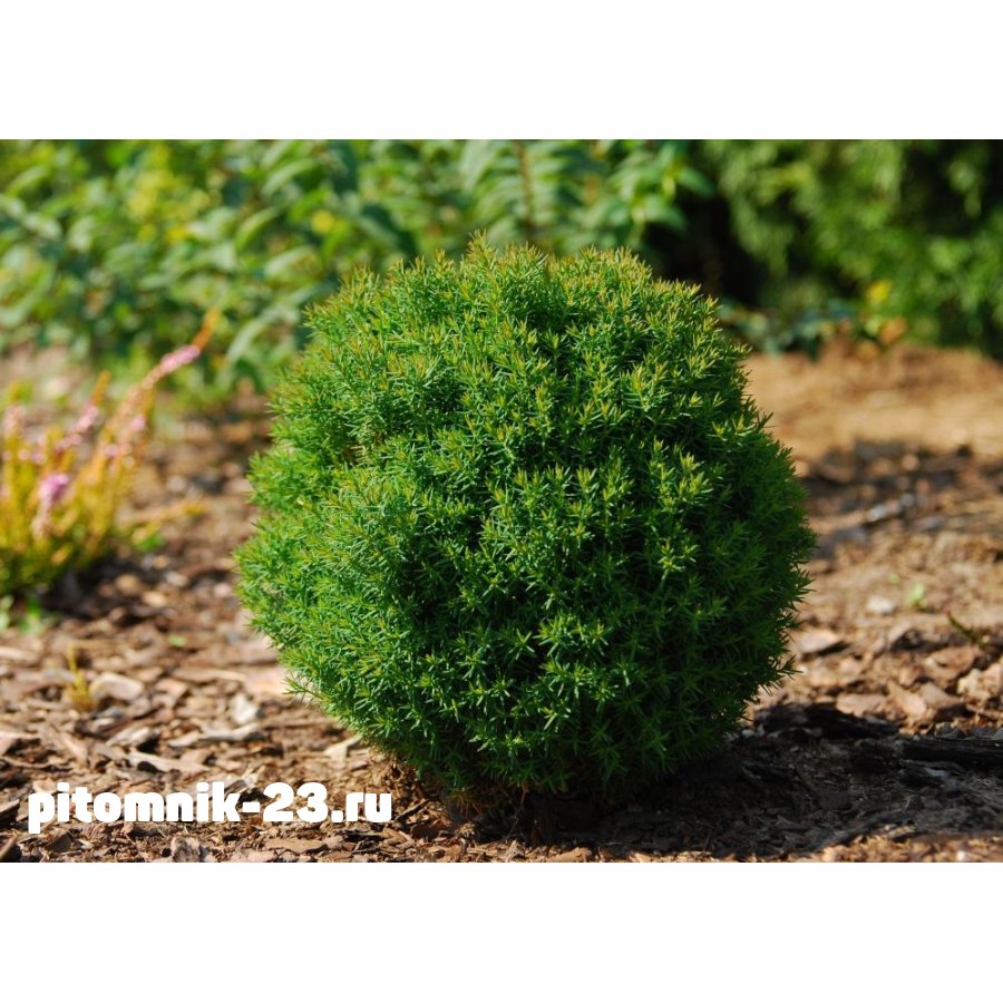 Туя западная теди (H 10-15)2 Литра