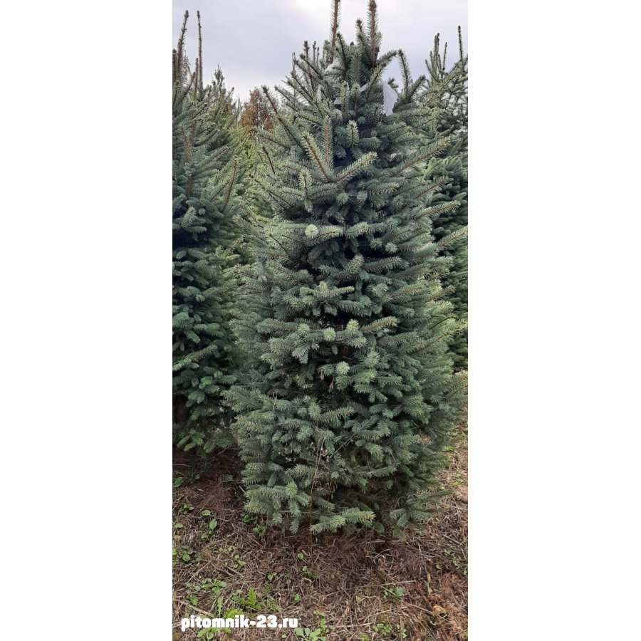 Ель сизая колючая Глаука 200-250 смКом