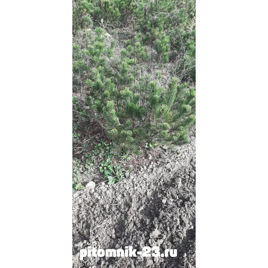 Сосна горная Мугус (Pinus mugo Mughus)