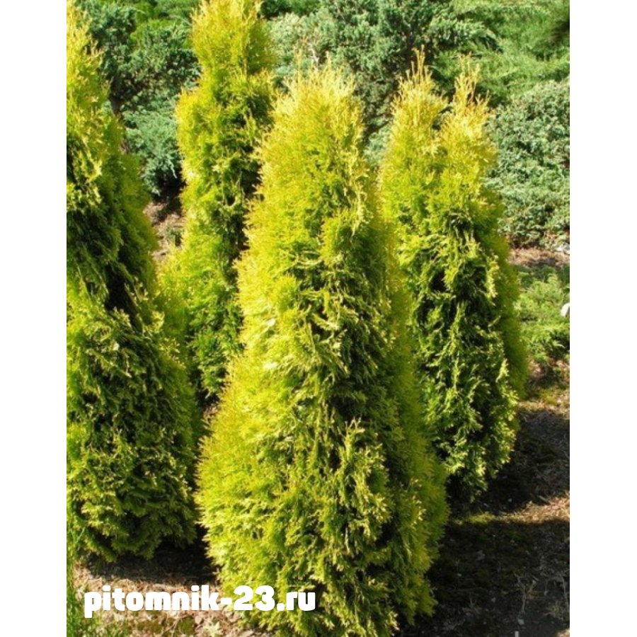 ТУЯ ЗАПАДНАЯ МАРИЯ 30-40 см