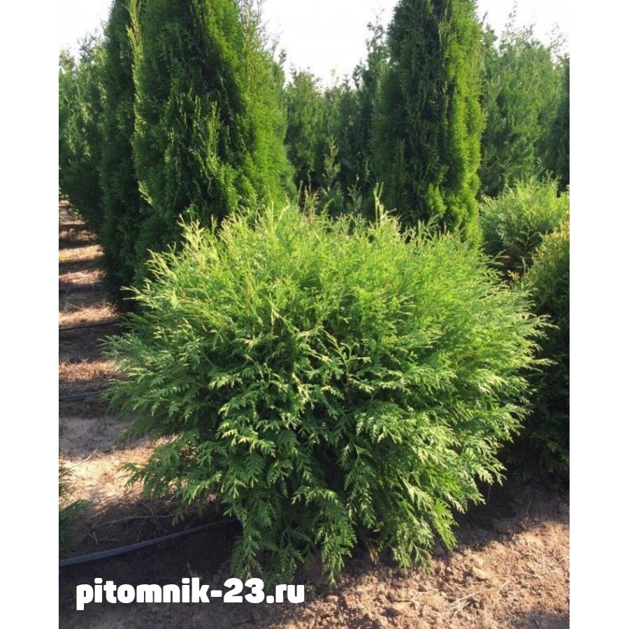 Туя западная Глобоза 80-100 смКом