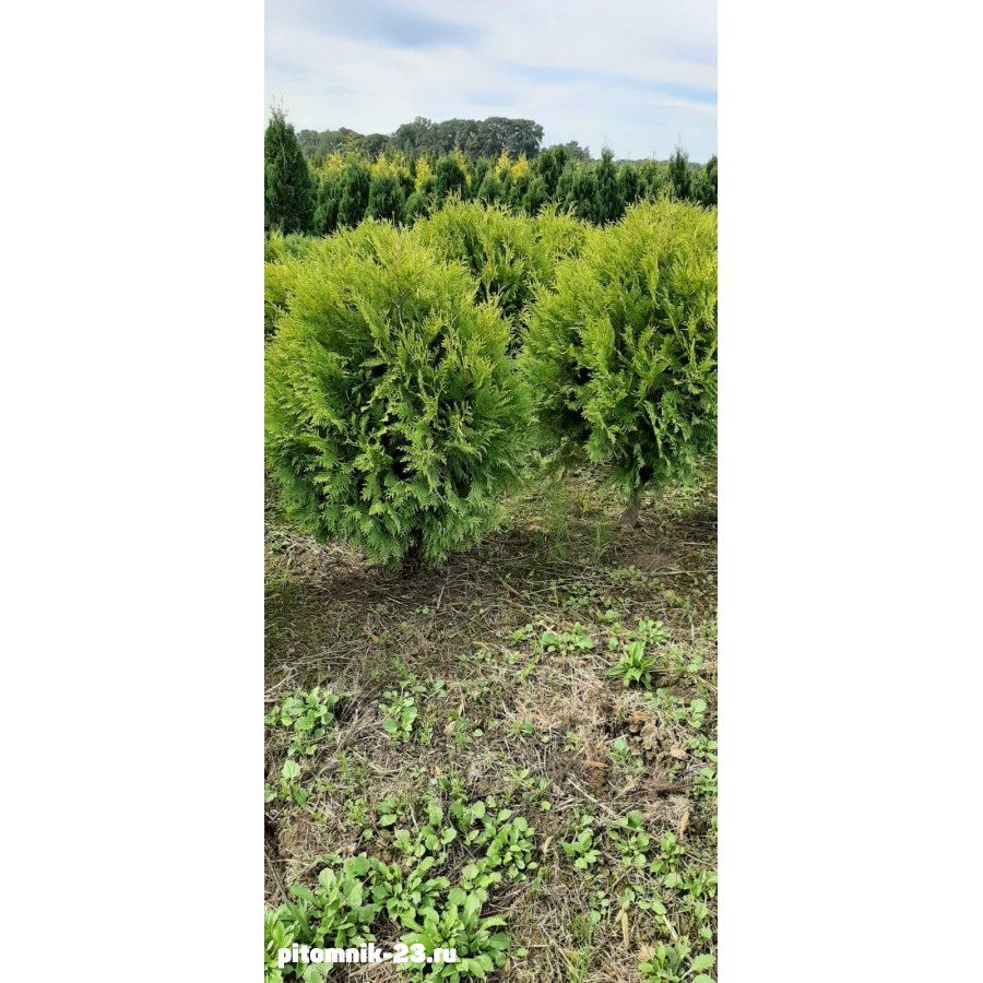 Туя западная Голден Глоб Ком