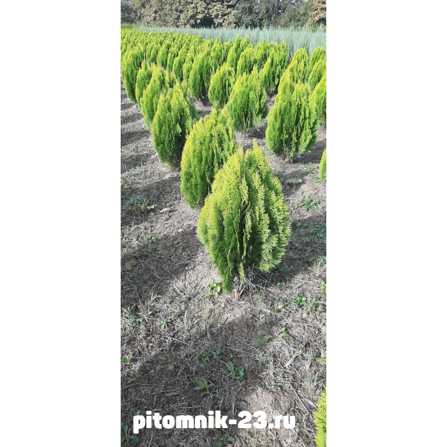 ТУЯ ВОСТОЧНАЯ АУРЕЯ НАНА 70-100 см