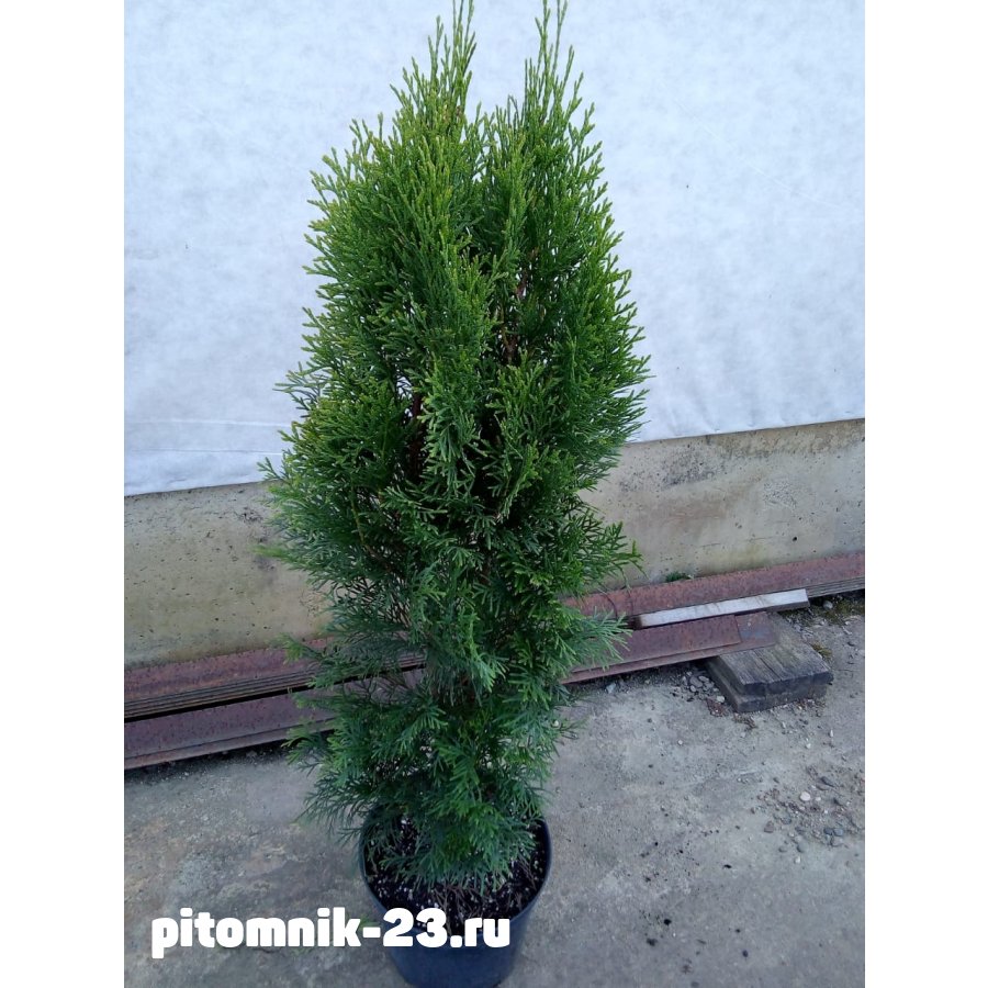 ТУЯ ЗАПАДНАЯ СМАРАГД 60-70 см