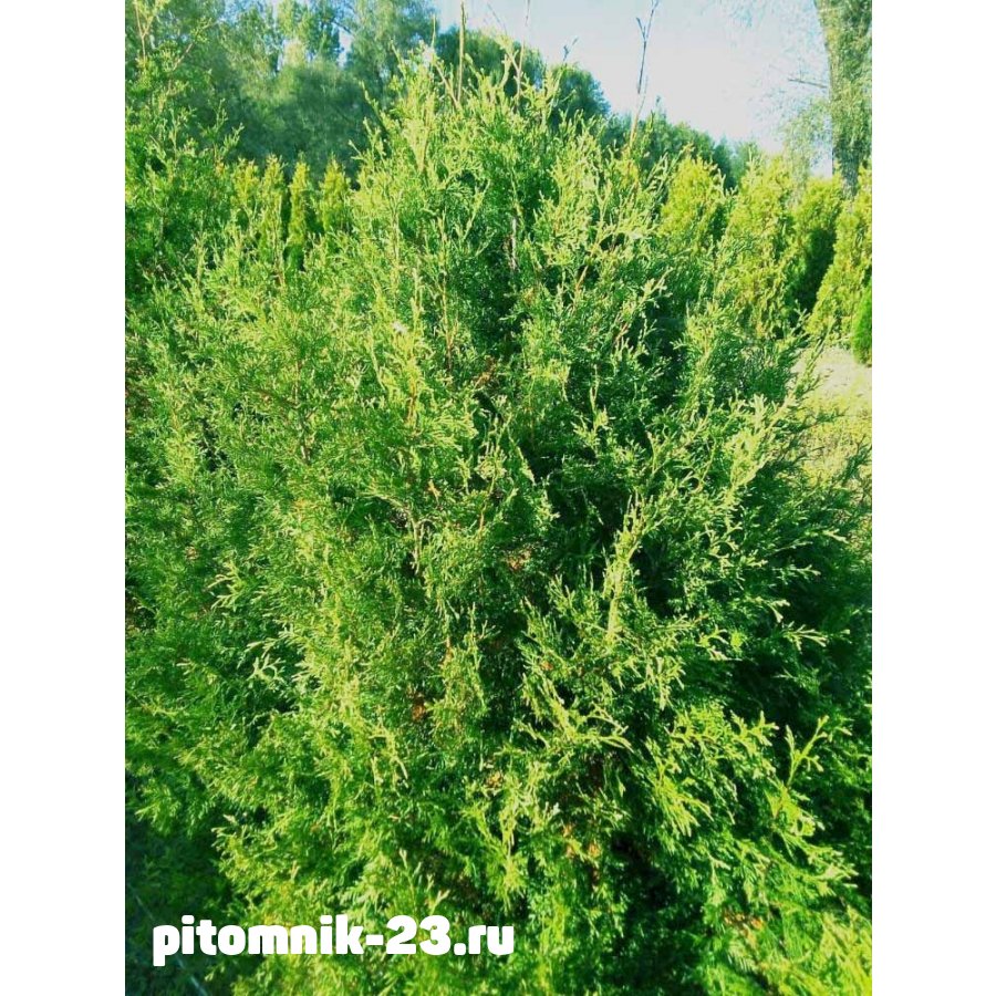 ТУЯ ЗАПАДНАЯ СТОЛВИК 150-160 смКом