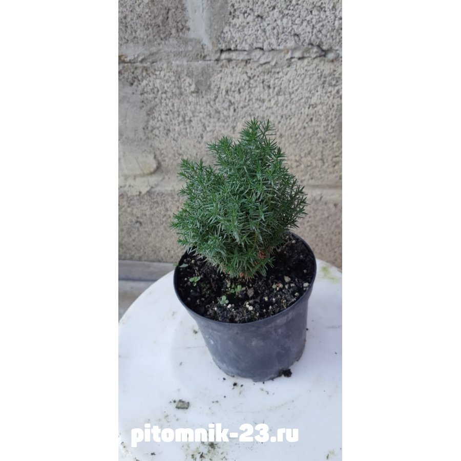 Туя западная Тэдди 10-15 см