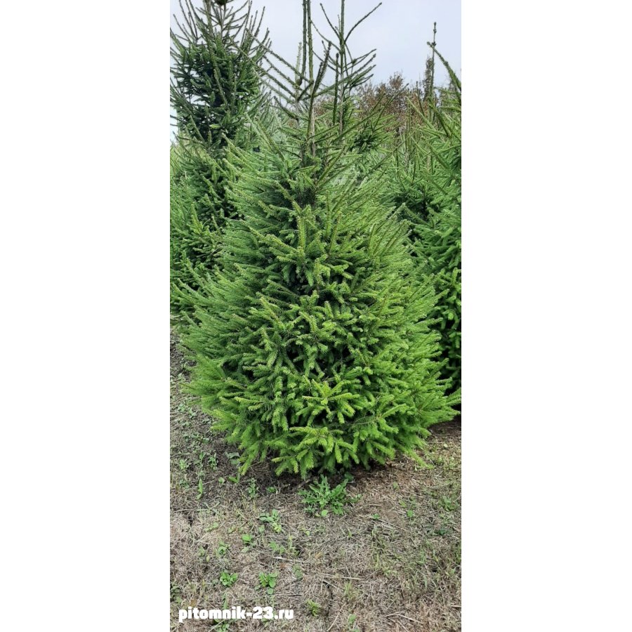 Ель европейская обыкновенная 200-250 смКом