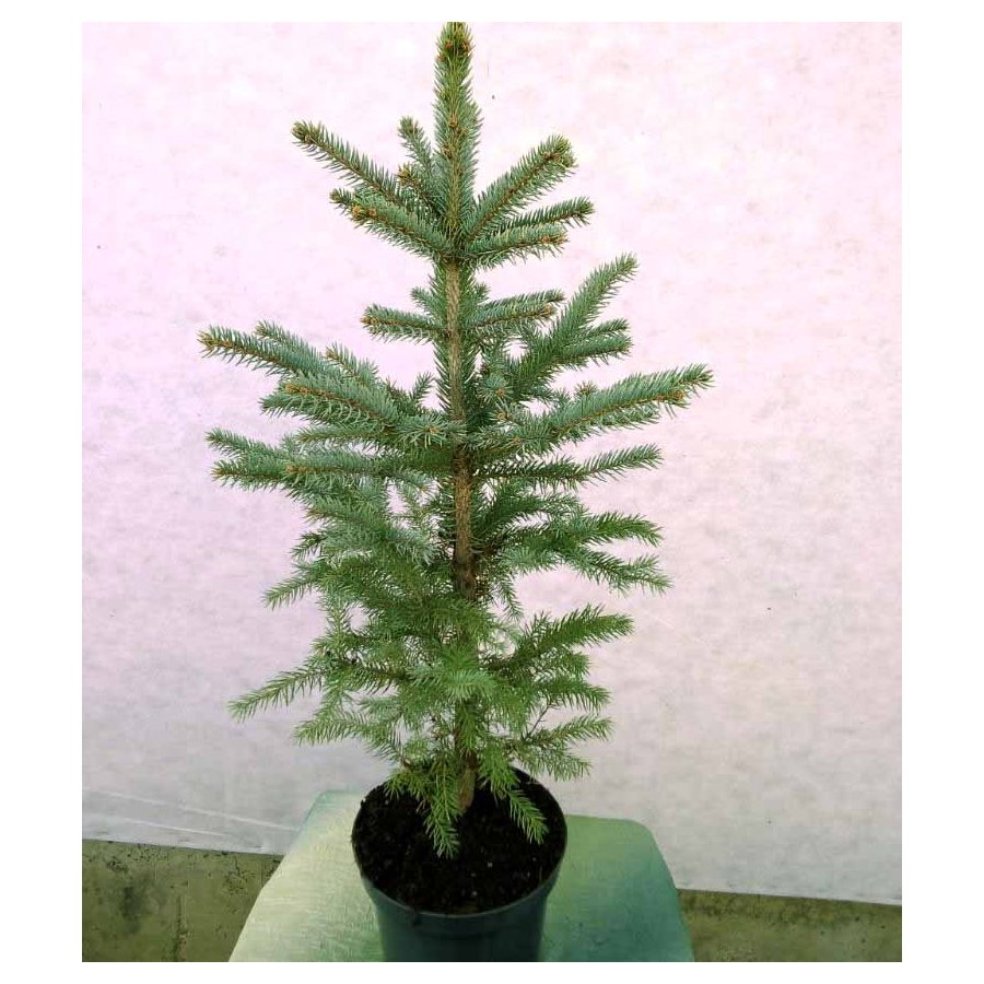 ЕЛЬ КОЛЮЧАЯ СИЗАЯ 40-50 см1 л.