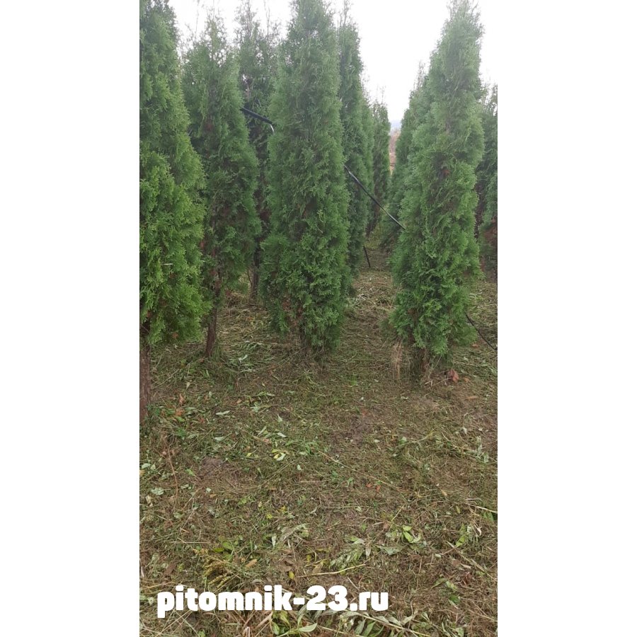 ТУЯ ЗАПАДНАЯ КОЛУМНА 200-270 см.Ком за 1 погонный метр