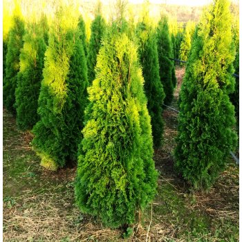 ТУЯ ЗАПАДНАЯ СМАРАГД 200-260 смКом за 1 погонный метр