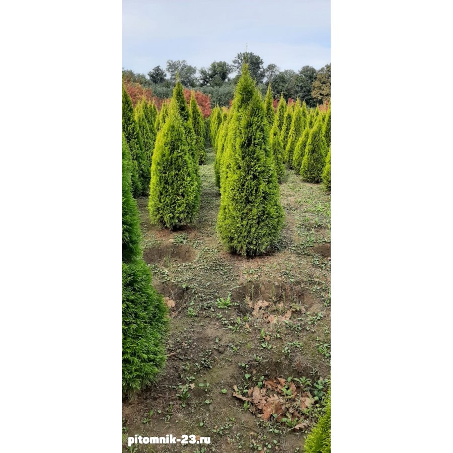 ТУЯ ЗАПАДНАЯ СМАРАГД Голд 150-200 смКом