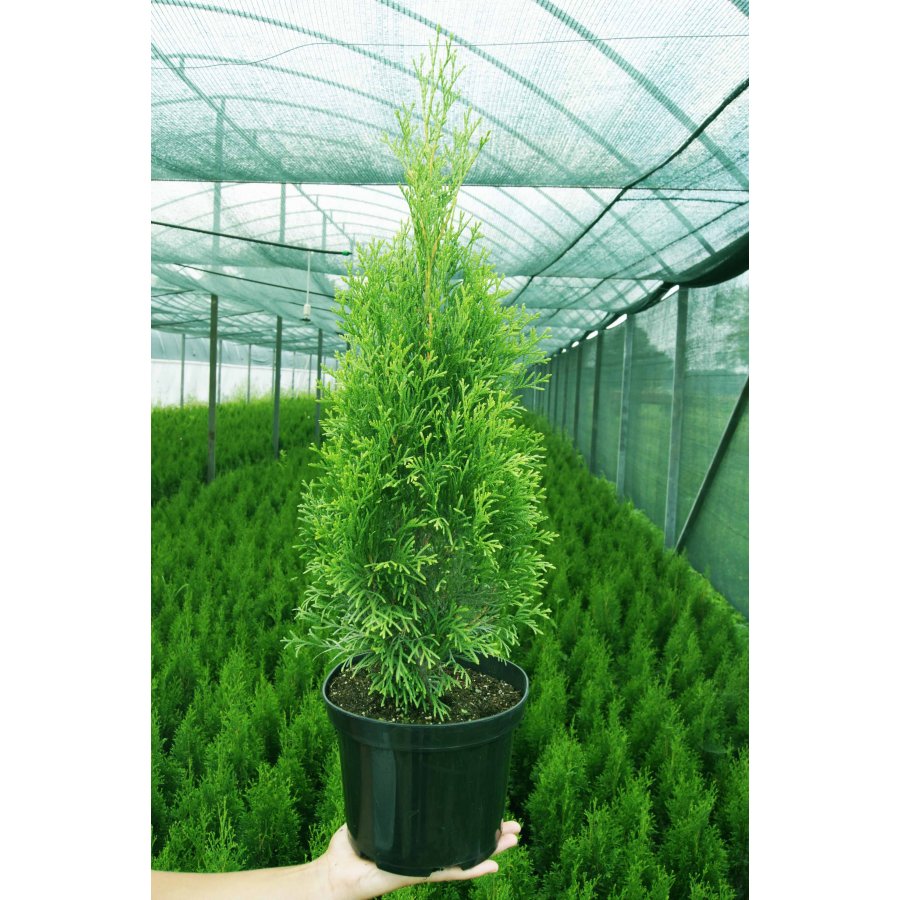 ТУЯ ЗАПАДНАЯ СМАРАГД 50-60 см3л.