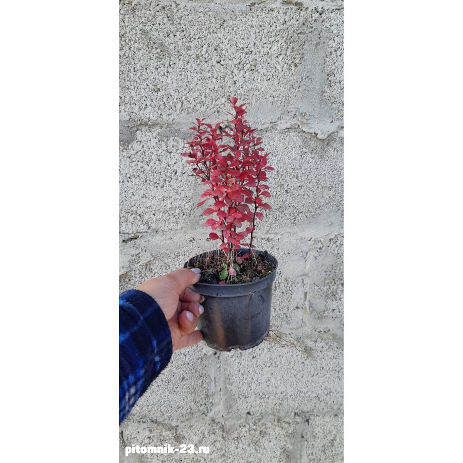 Барбари́с (лат. Bérberis)1л.