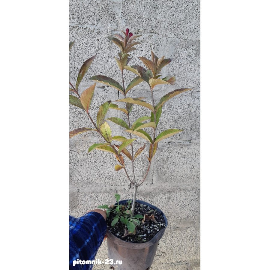 Вейгела (лат. Weigela)3л.