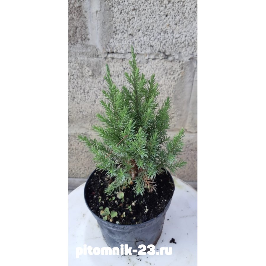 Можжевельник китайский Стрикта (Stricta) 10-20 см