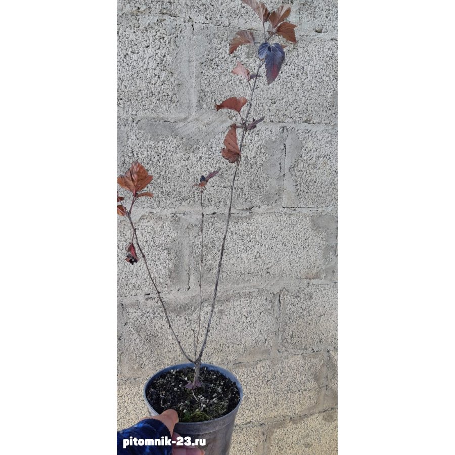 Пузыреплодник (лат. Physocarpus)3л.