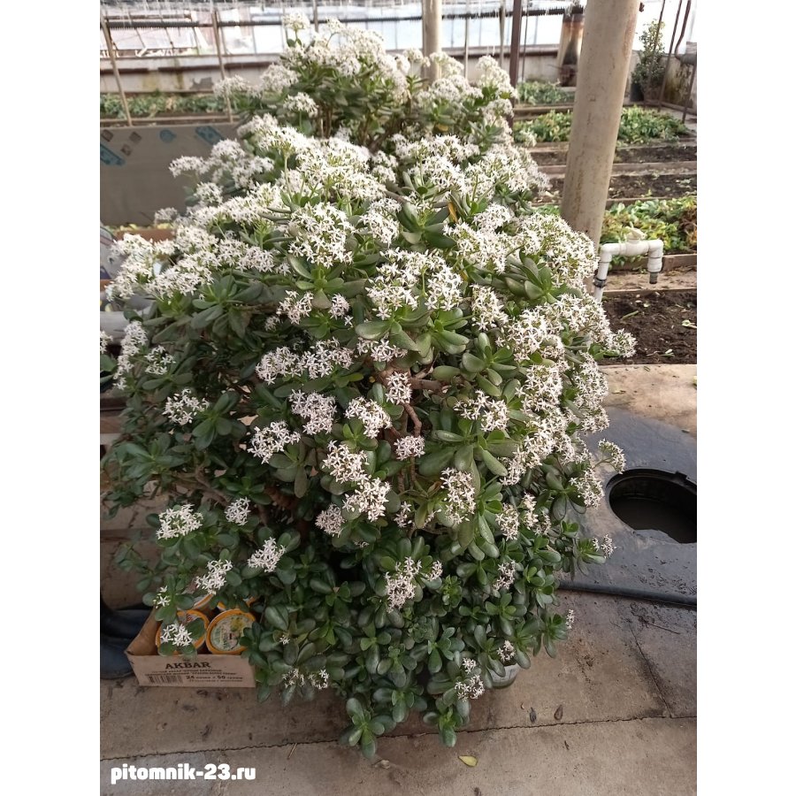 Толстя́нка (лат. Crássula) (Красула)