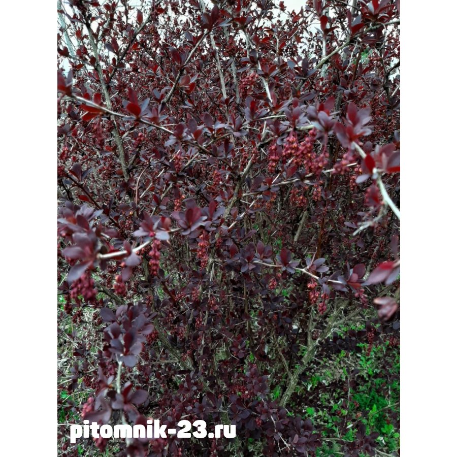 Барбари́с ( Bérberis)Ком