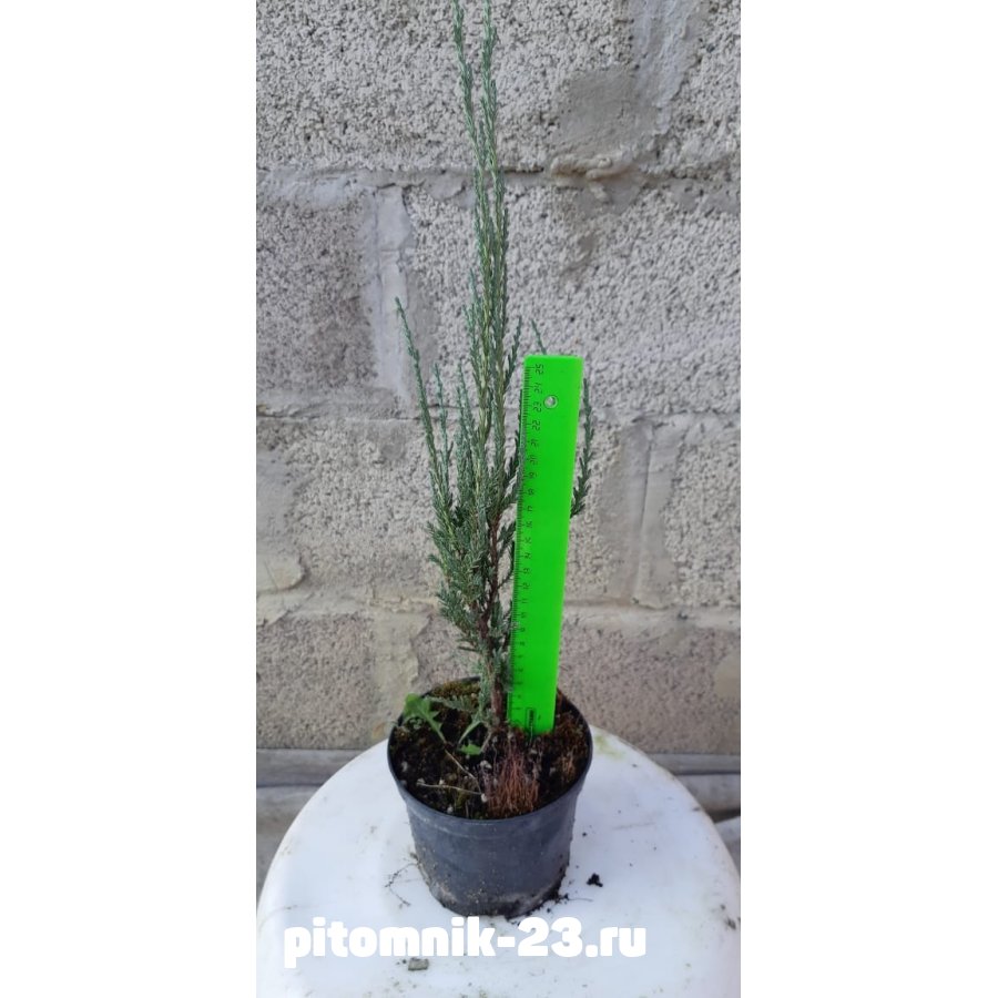 Можжевельник скальный Skyrocket