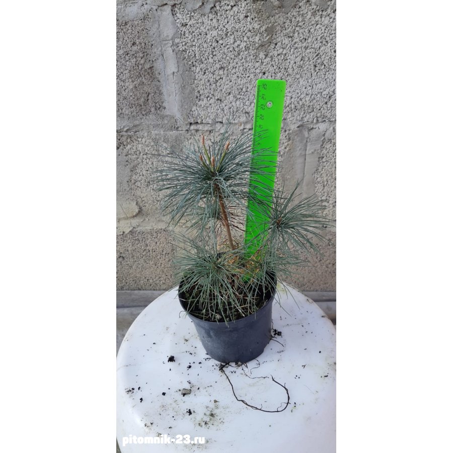 Сосна веймутова